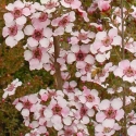 Picture of Leptospermum Andromeda