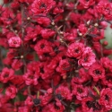 Picture of Leptospermum Burgundy Queen