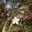 Picture of Leptospermum Coppersheen