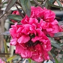 Picture of Leptospermum Crimson Glory