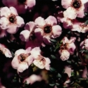 Picture of Leptospermum Magellan