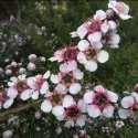 Picture of Leptospermum Mesmereyes