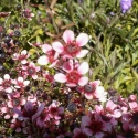 Picture of Leptospermum Nanum Elizabeth Jane