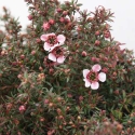 Picture of Leptospermum Nanum Huia