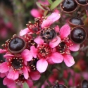 Picture of Leptospermum Nanum Ruru