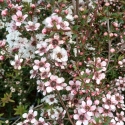 Picture of Leptospermum Nanum Tui