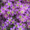 Picture of Leptospermum Pageant