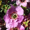 Picture of Leptospermum Phoenix