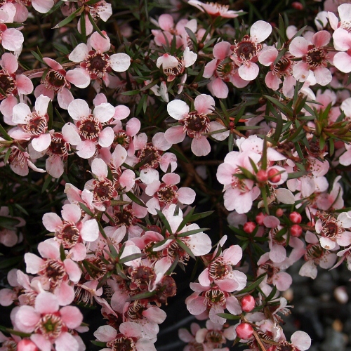 Picture of Leptospermum Pink Beauty