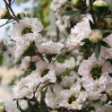 Picture of Leptospermum Princess Anne