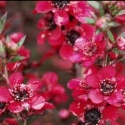 Picture of Leptospermum Red Ensign