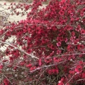 Picture of Leptospermum Red Falls