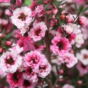 Picture of Leptospermum Sunraysia