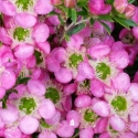 Leptospermum Tickled Pink Picture of Leptospermum Tickled Pink