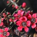 Picture of Leptospermum Wiri Donna