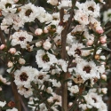 Picture of Leptospermum Wiri Linda