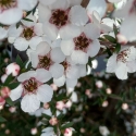 Picture of Leptospermum Wiri Susan