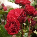 Picture of Lest We Forget Std 80cm-Rose