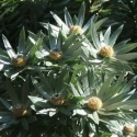 Picture of Leucadendron Argenteum