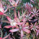 Picture of Leucadendron Big Brother