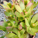 Picture of Leucadendron Bon Bon