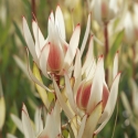 Picture of Leucadendron Candy Delight