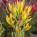 Picture of Leucadendron Corringle Gold