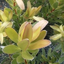 Picture of Leucadendron Golden Tulip