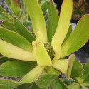 Picture of Leucadendron L. Rewa Gold