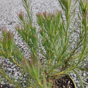 Picture of Leucadendron Laxum