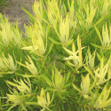 Picture of Leucadendron Yellow Devil