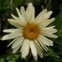 Picture of Leucanthemum Banana Cream