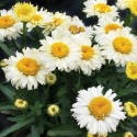 Picture of Leucanthemum Bridal Bouquet