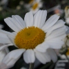 Picture of Leucanthemum Hosmariense