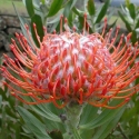 Picture of Leucospermum Amaretto