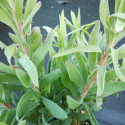 Picture of Leucospermum Brandi