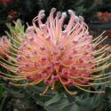 Picture of Leucospermum Disco