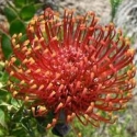 Picture of Leucospermum Fire Fly