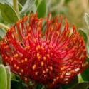 Picture of Leucospermum Flamespike