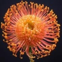 Picture of Leucospermum Harry Chittock