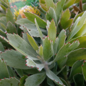 Picture of Leucospermum Hennys Torch