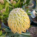 Picture of Leucospermum Kula Sunrise