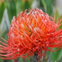 Picture of Leucospermum Lanii