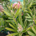 Picture of Leucospermum Preciosa