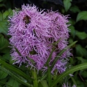 Picture of Liatris Spicata
