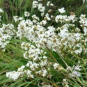 Picture of Libertia Formosa