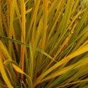 Picture of Libertia Goldfinger