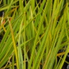 Picture of Libertia Grandiflora