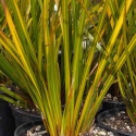 Picture of Libertia Ixiodes