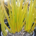 Picture of Libertia Peregrinans